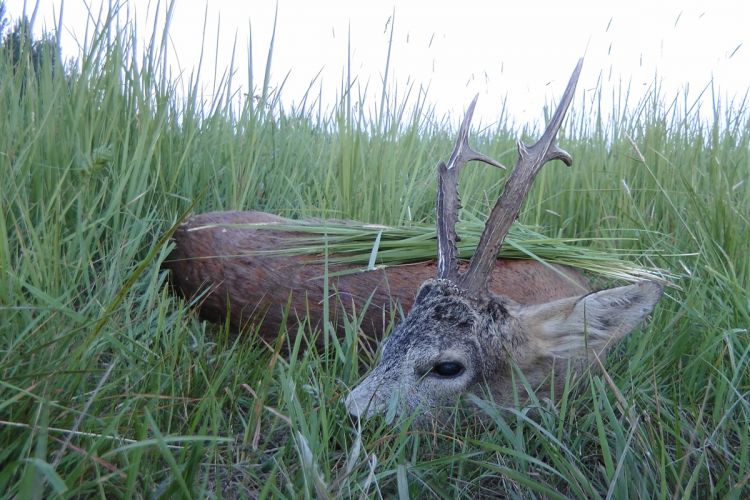 őzbak vadászat, Cigánd